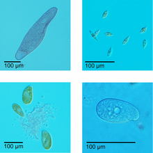 Four protist species, exhibiting different sizes.  