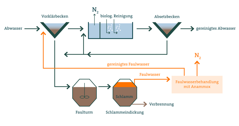 Das Anammox-Verfahren wird in einigen Kläranlagen eingesetzt, um die hohen Stickstoffgehalte im Faulwasser zu entfernen. Im Haupt-Reinigungsprozess wird in der biologischen Reinigungsstufe nach wie vor das herkömmliche Verfahren zur Stickstoff-Entfernung eingesetzt (Grafik: Eawag)