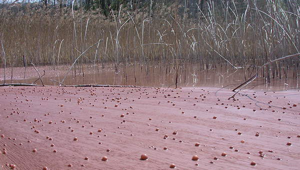 Burgundy blood (Planktothrix rubescens) in Lake Hallwil (Eawag, Sabine Flury) 