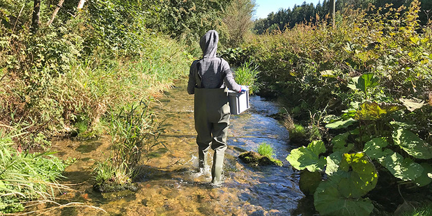 Downstream of a WWTP. Do resistant wastewater bacteria compete successfully?