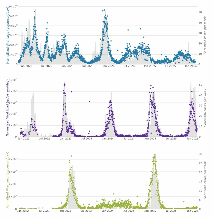 Nationale Trends für SARS-CoV-2 (oben, blau), Influenza A (mitte, violett) und Influenza B (unten, grün). Verlauf der Mengen von RNA der jeweiligen Viren im Schweizer Abwasser von rund 2 Millionen Menschen. Grau hinterlegt die gemeldeten, durch das Sentinella Meldesystem bestätigten Fälle. Gut ersichtlich sind die Grippewellen im Winter und dass Influenza B offenbar im Winter 2024 und im Winter 2026 nahezu ausbleibt Grafiken vom Datenportal https://wise.ethz.ch/ ).