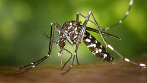 Le moustique tigre d'Asie (_Aedes albopictus_) est l'une des rares espèces d'insectes aquatiques à avoir été introduite sur plusieurs continents et à y être envahissante. Photo: James Gathany, CDC