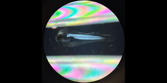 Zebrafish in mirror (Bild: Melissa von Wyl)