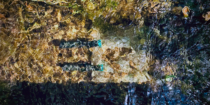 Zebrafish in mirror (Photo: Melissa von Wyl)