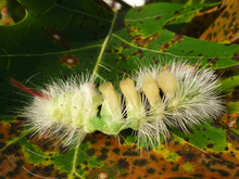 Les modèle prédit avec exactitude que les chenilles de la Pudibonde (Calliteara pudibunda) élargissent leur régime alimentaire et se nourrissent maintenant aussi du chêne rouge nord-américain d'origine (Quercus rubra). 