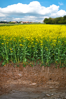 Sans phosphore, pas de croissance. (Photo : Agroscope, Gabriela Brändle, Urs Zihlmann ; LANAT Andreas Chervet)