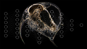 [Translate to English:] Forschende der Eawag nutzen Deep-learning-Methoden mit künstlichen neuronalen Netzen, um Plankton automatisch zu klassifizieren. Hintergrund: Aquascope-Aufnahme des Wasserflohs Bosmina. (Foto und Grafik: Eawag)