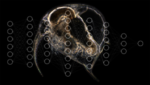 Les chercheurs de l'Eawag utilisent des méthodes d'apprentissage profond avec des réseaux de neurones artificiels pour classer automatiquement le plancton. Arrière-plan : image Aquascope de la puce d'eau Bosmina. (Photo et graphique: Eawag)