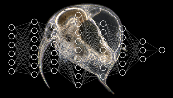 Les chercheurs de l'Eawag utilisent des méthodes d'apprentissage profond avec des réseaux de neurones artificiels pour classer automatiquement le plancton. Arrière-plan : image Aquascope de la puce d'eau Bosmina. (Photo et graphique: Eawag)