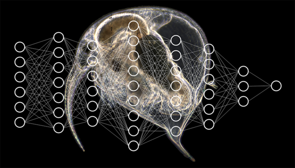 [Translate to English:] Forschende der Eawag nutzen Deep-learning-Methoden mit künstlichen neuronalen Netzen, um Plankton automatisch zu klassifizieren. Hintergrund: Aquascope-Aufnahme des Wasserflohs Bosmina. (Foto und Grafik: Eawag)