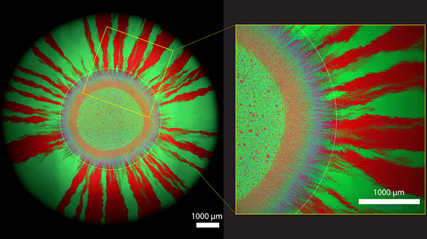 The colourful growth pattern informs about when the glowing bacteria exchange genetic material with each other. Copyright: Springer Nature, Timing of antibiotic administration determines the spread of plasmid-encoded antibiotic resistance during microbial range expansion, Yinyin Ma et al, Springer Communications. 