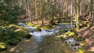 Nicht alle Schweizer Bäche sind in einem naturnahen Zustand wie hier die Orbe im Kanton Waadt (Foto: Adobe Stock).