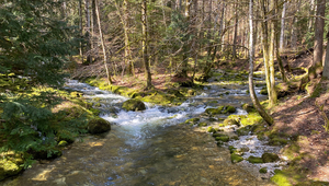 Non tutti i ruscelli svizzeri sono in uno stato prossimo a quello naturale come l’Orbe nel Canton Vaud qui raffigurato (foto: Adobe Stock).