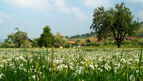 La protection des plantes doit devenir plus durable grâce aux connaissances scientifiques. (Photo: benediktwagner.de) 