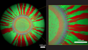 Schema di crescita colorato: i batteri incandescenti possono essere visti quando scambiano materiale genetico tra loro.  Copyright: Springer Nature, Timing of antibiotic administration determines the spread of plasmid-encoded antibiotic resistance during microbial range expansion, Yinyin Ma et al, Springer Communications. 