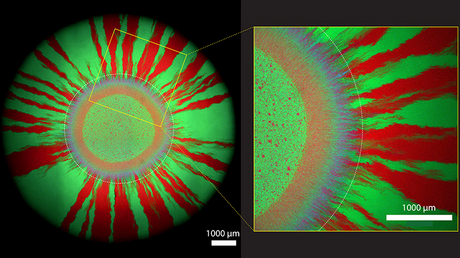 Motif de croissance coloré: on peut voir lorsque les bactéries lumineuses échangent du matériel génétique entre elles. Copyright: Springer Nature, Timing of antibiotic administration determines the spread of plasmid-encoded antibiotic resistance during microbial range expansion, Yinyin Ma et al, Springer Communications Motif de croissance coloré: on peut voir lorsque les bactéries lumineuses échangent du matériel génétique entre elles. Copyright: Springer Nature, Timing of antibiotic administration determines the spread of plasmid-encoded antibiotic resistance during microbial range expansion, Yinyin Ma et al, Springer Communications