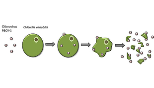 Wie schnell können sich aquatische große dsDNA-Viren an ihren wechselnden Algenwirt anpassen?