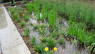 Les bassins d’infiltration (rain gardens en anglais) comme celui-ci dans le Minnesota contribuent à diminuer les inondations dans les zones urbaines lors d’épisodes de précipitations extrêmement abondantes. (Photo: MCPA Photos, Flickr)