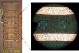 Chip with six channels (left) into which the cells are seeded. Small circles on the chip represent the electrodes that measure the resistance of the cells. (Pictures: Jenny Maner, Eawag)
