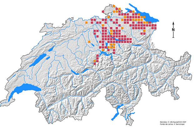 Répartition de l’écrevisse des torrents en Suisse. Rouge = trouvailles depuis 2000, orange = trouvailles avant 2000. Graphisme: info fauna - CCO/KOF, swisstopo