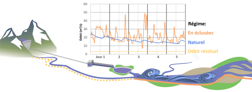 Dans les cours d’eau avec un régime en éclusées dues à une centrale hydroélectrique à accumulation, les fluctuations de débit sont plus marquées et plus fréquentes que dans les cours d’eau présentant un régime naturel (Graphique : Philipp Meier, adapté par Nico Bätz). 