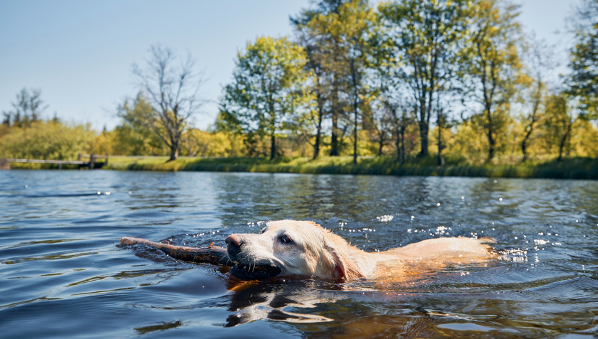 Der direkte Eintrag in Gewässer von badenden Tieren ist eher selten. Foto: Canva / @chalabalaphotos)