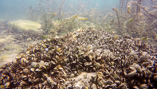 Quagga mussels in Lake Geneva. (Photo: Linda Haltiner, Eawag)