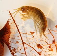 Ein Testorganismus, der Bachflohkrebs Gammarus pulex, am Zerkleinern von Falllaub. Foto: Eawag 