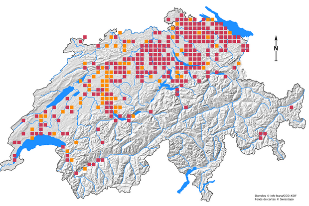 Répartition de l’écrevisse à pattes rouges en Suisse. Rouge = trouvailles depuis 2000, orange = trouvailles avant 2000. Graphisme: info fauna - CCO/KOF, swisstopo
