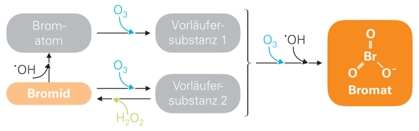 Abb. 2: Bei der chemischen Reaktion zwischen Bromid und Ozon entsteht über verschiedene Zwischenstationen problematisches Bromat (Schema stark vereinfacht). 