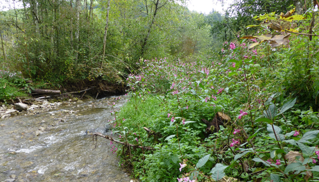 Das Drüsige Springkraut ist eine in der Schweiz weit verbreitete invasive Art, die sich auch auf benachbarte Gewässerökosysteme auswirken kann. (Foto: Florian Altermatt)