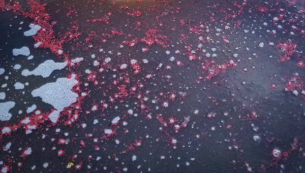Particule de boue contenant les bactéries rouges Anammox typiques dans la station d’épuration de Mohnheim am Rhein (DE) (photo: Adriano Joss, Eawag)