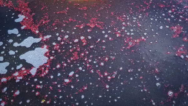 Sludge particles with the typical red anammox bacteria at the Mohnheim am Rhein (DE) wastewater treatment plant (photo: Adriano Joss, Eawag)