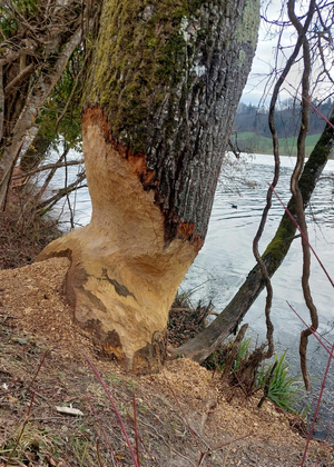 Biber produzieren stehendes Totholz, ein wertvoller Lebensraum für viele Tierarten. (Foto: Valentin Moser)