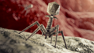 Bacteriophages use bacteria as hosts and thereby destroy them (Photo: iStock)