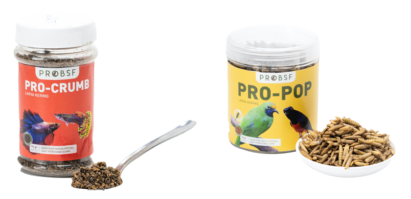 Das Bild zeigt links ein Crumble-Produkt aus getrockneten und verarbeiteten Larven für Zierfische und rechts ein Pop-Larven-Produkt für Ziervögel. (Foto: Sirajuddin Kurniawan)