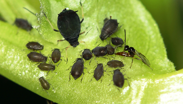 An adult female black bean aphid (Aphis fabae) and several of her clonal offspring under attack a by an ovipositing female of the aphid parasitoid Lysiphlebus fabarum. (Photo: Christoph Vorburger, Eawag)