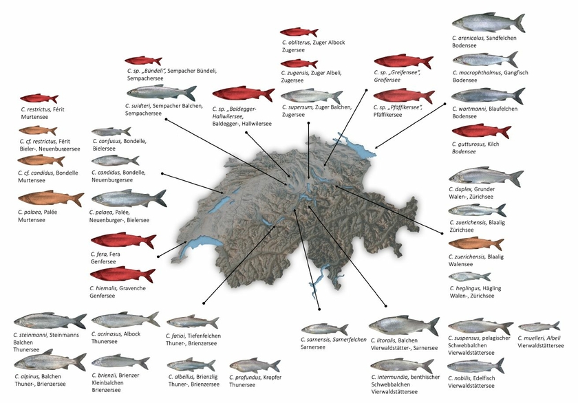 Diversité des corégones décrits dans les lacs de Suisse jusqu'à aujourd'hui. Les espèces éteintes sont représentées par des poissons rouges et les populations éteintes d'une espèce de corégone existant encore partiellement ailleurs par poissons orange. La taille des poissons représentés symbolise les différences de taille entre les espèces. Illustration tirée du rapport. Diversité des corégones décrits dans les lacs de Suisse jusqu'à aujourd'hui. Les espèces éteintes sont représentées par des poissons rouges et les populations éteintes d'une espèce de corégone existant encore partiellement ailleurs par poissons orange. La taille des poissons représentés symbolise les différences de taille entre les espèces. Illustration tirée du rapport.