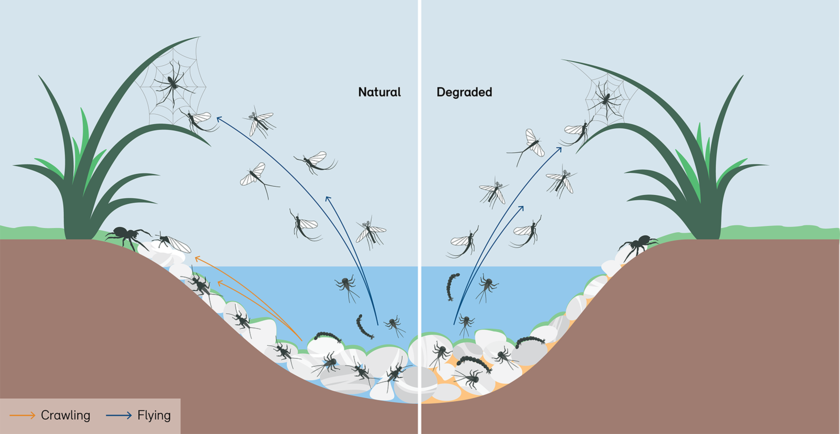 Land and water ecosystems are closely connected, for example through the food web. Human interventions can severely disrupt this connectivity. (Graphic: FOEN 2023)