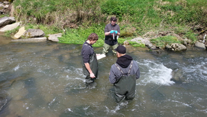 Des truites ont été capturées dans différentes rivières, en amont et en aval de STEPS, afin d’étudier si et de quelle manière elles réagissent à la charge polluante (Photo: Eawag).