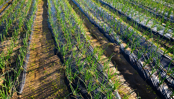 Farmers use mulch films on a large scale. Not all of them are truly biodegradable. (Bild: iStock)