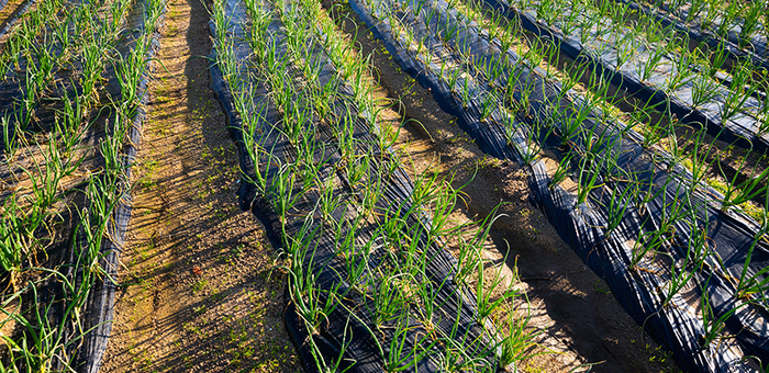 Die Landwirtschaft verwendet im grossen Stil Mulchfolien. Nicht alle sind wirklich biologisch abbaubar. (Bild: iStock)