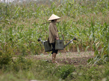 Un paysan irrigue son champ près de Van Phuc – env. 10km du centre de Hanoi.  (© Benjamin Bostick, Columbia University) 