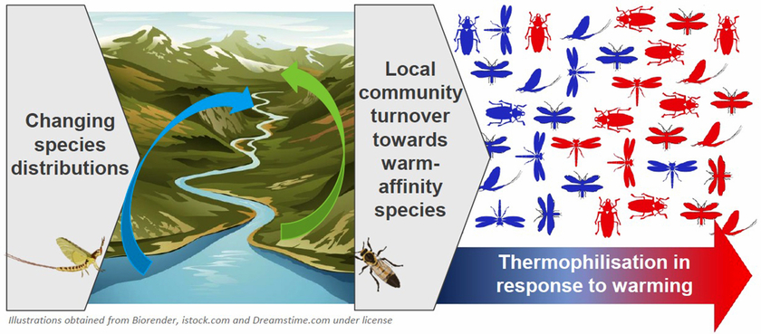 If the climate changes, the distribution of species also changes. Locally, species adapted to the cold can be lost and displaced by species that favour warmth. Scientists refer to this process as thermophilisation. (Graphic: Eawag, illustrations obtained from Biorender, istock.com and dreamstime.com)