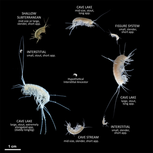 Numerous new species of Niphargus amphipods evolved from one parent species, each with a different size and shape and inhabiting different subterranean habitats and niches. (Photos: Denis Copilaş-Ciocianu, Teo Delić) 