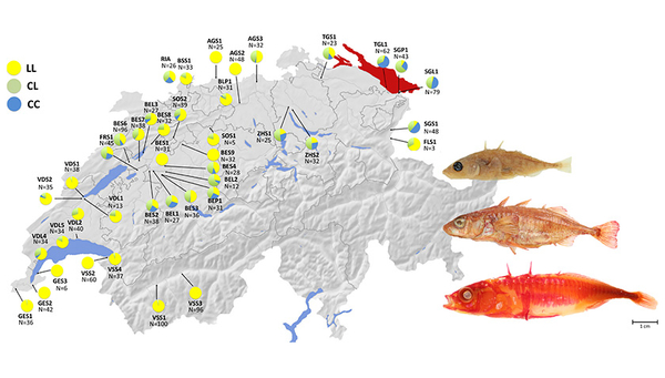 [Translate to Français:] [Translate to English:] Vielfalt und Herkunft der Stichlinge im Bodensee (Eawag)