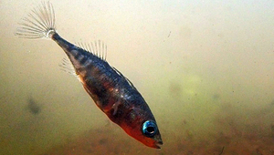 Sea stickleback. (Photo: Ole Seehausen, Eawag) 