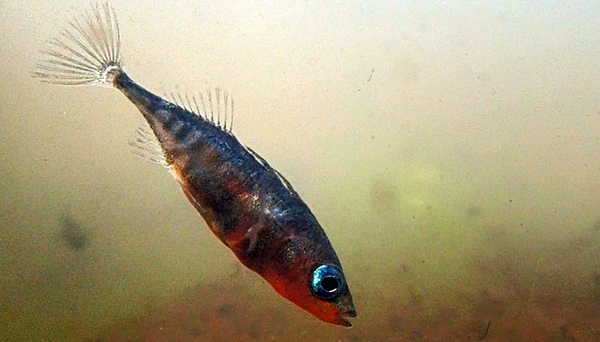 Sea stickleback. (Photo: Ole Seehausen, Eawag) 