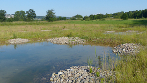 Étang à amphibiens près de Bremgarten. (Photo: Thomas Reich, WSL)