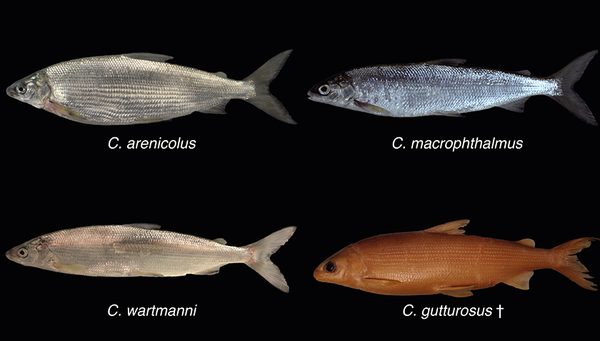 One of the four native whitefish species in Lake Constance - Coregonus gutturosus - became extinct about 40 years ago. (Photos: Oliver Selz)